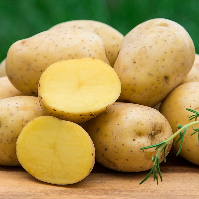 Yukon Gold Organic Seed Potato